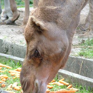 Dromedary at Landau Zoo, 04/09/10