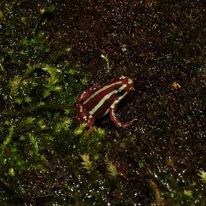 Anthony's Poison Arrow Frog at Landau Zoo, 04/09/10