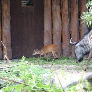 African Paddock at Landau Zoo, 04/09/10