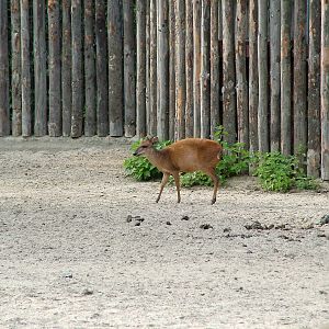 Natal Red Duiker at Landau Zoo, 04/09/10