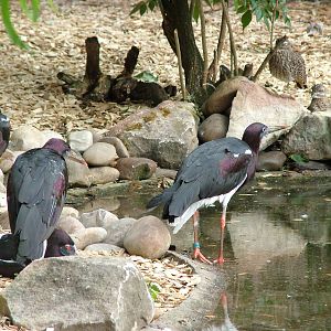 Abdim's Storks at Landau Zoo, 04/09/10