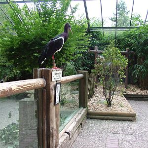 Walk-through Aviary at Landau Zoo, 04/09/10