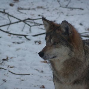 Mexican Wolf