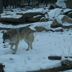 Timber Wolf