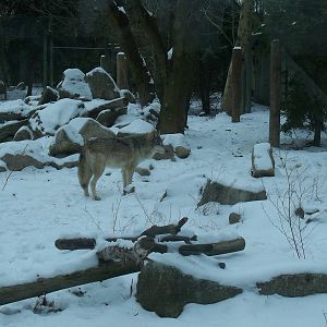 Timber Wolf Exhibit