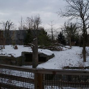 Amur Tiger Exhibit