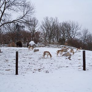 American Prairie Exhibit