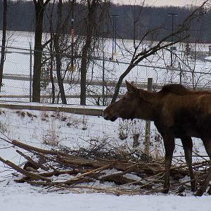 Moose