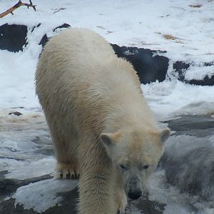 Polar Bear