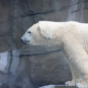 Polar Bear