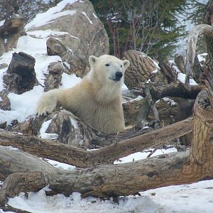 Polar Bear playing with deadfall