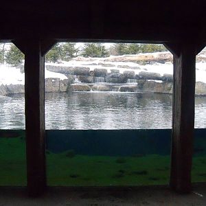 Alaskan Brown Bear Pool