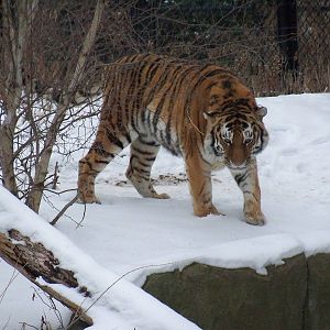 Amur Tiger