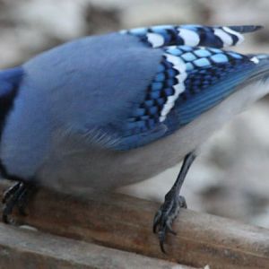 They're LOOKING at me! Now what!?