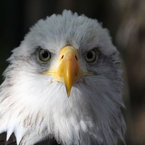 At least give me a chance to PREEN first...!