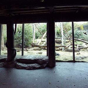 Gorilla Exhibit - Viewing Window