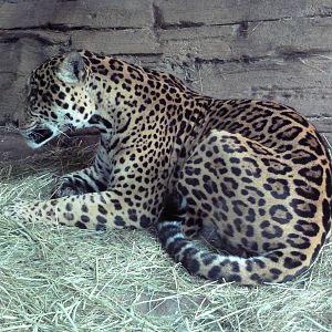 Jaguar