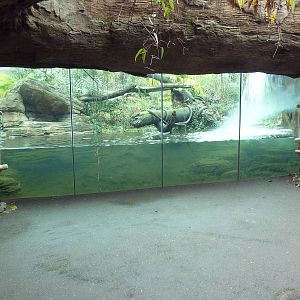 Jaguar Exhibit - Pool Viewing Window