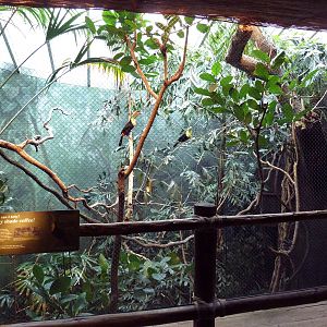 Keel-Billed Toucan Exhibit