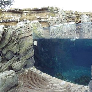 Humboldt Penguin Exhibit