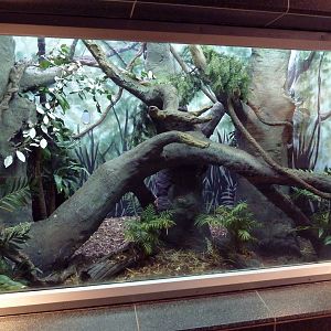 Northern Tree Shrew Exhibit