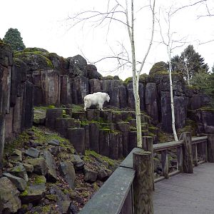 Rocky Mountain Goat/Arctic Fox Exhibit