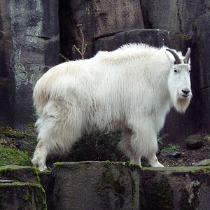 Rocky Mountain Goat