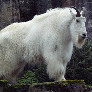 Rocky Mountain Goat