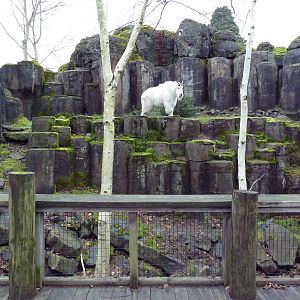 Rocky Mountain Goat/Arctic Fox Exhibit