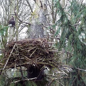 Steller's Sea Eagle + Nest