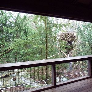 Steller's Sea Eagle Exhibit