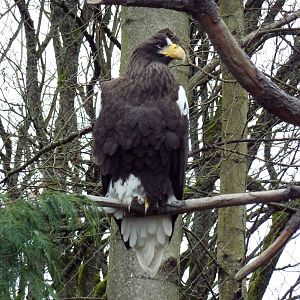 Steller's Sea Eagle