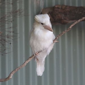 Albino Kookaburra
