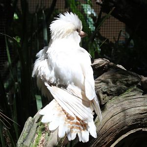 Albino Kookaburra