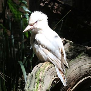 Albino Kookaburra