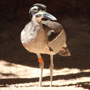 Beach Stone-curlew