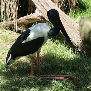 Black-necked Stork