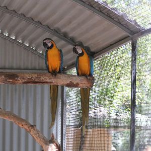 Blue-and-gold Macaws
