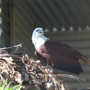 Brahminy Kite