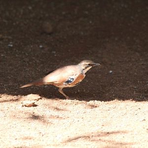 Cinnamon Quail-thrush