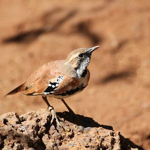 Cinnamon Quail-thrush