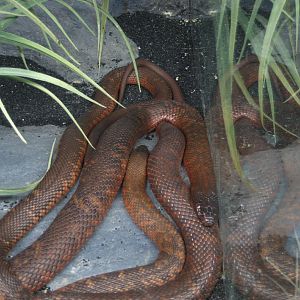 Collett's Snakes