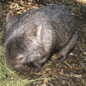 Common Wombat