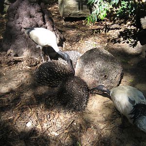 Echidnas feeding, white ibis helping themselves