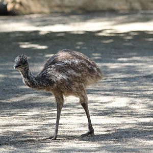 Emu juvenile