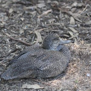 Freckled Duck