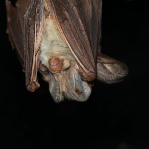 Ghost Bat