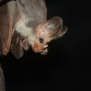 Ghost Bat