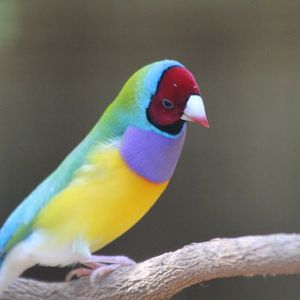 Gouldian Finch