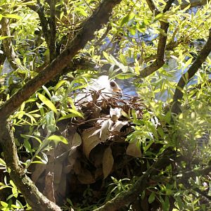 Grey Goshawk nesting